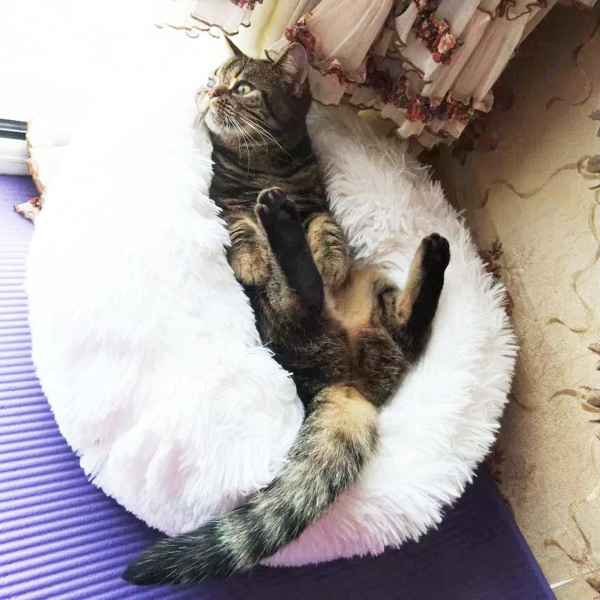 Pet Bed
